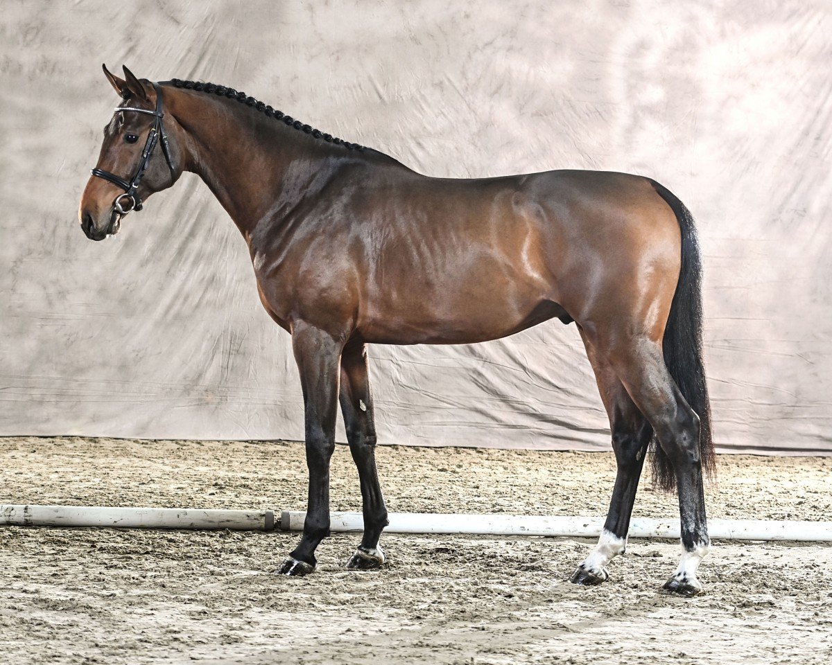 stallion Graham Candy (Holsteiner, 2021, from Grandorado TN)