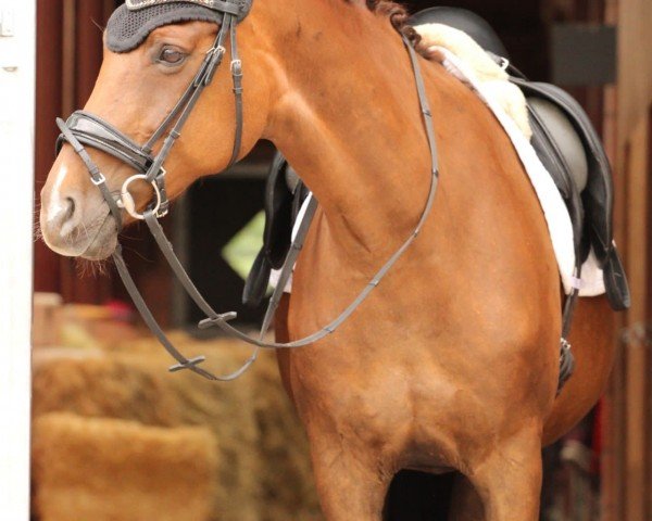 horse Feja (Hanoverian, 2008, from Fidertanz)