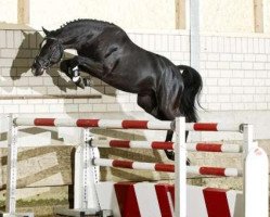 stallion Diacasall (Holsteiner, 2009, from Diarado)