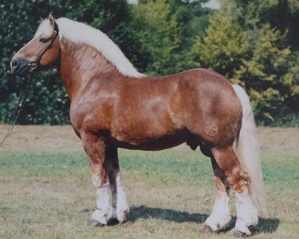 stallion Orloff (Rhenish-German Cold-Blood, 1988, from Ofus 1842) stallion Orloff (Rhenish-German Cold-Blood, 1988, from Ofus 1842)