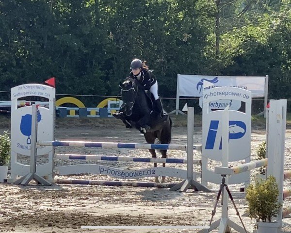 broodmare Pepsi 123 (German Riding Pony, 2006, from FS Pour l'Amour) broodmare Pepsi 123 (German Riding Pony, 2006, from FS Pour l'Amour)
