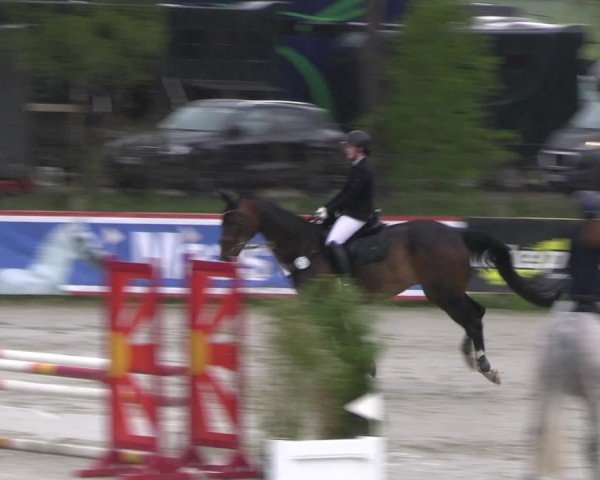Reitturnier Westergellersen 2024