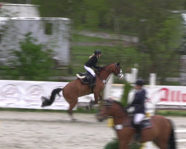 Reitturnier Westergellersen 2024