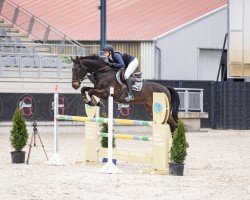 jumper Nice Guy D (Zangersheide riding horse, 2013, from Nabab de Rêve)
