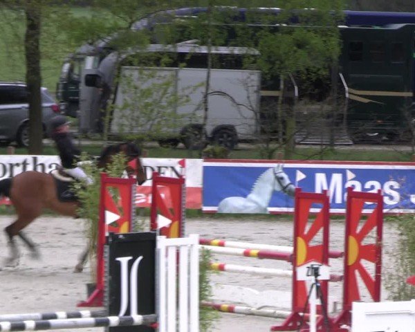 Reitturnier Westergellersen 2024