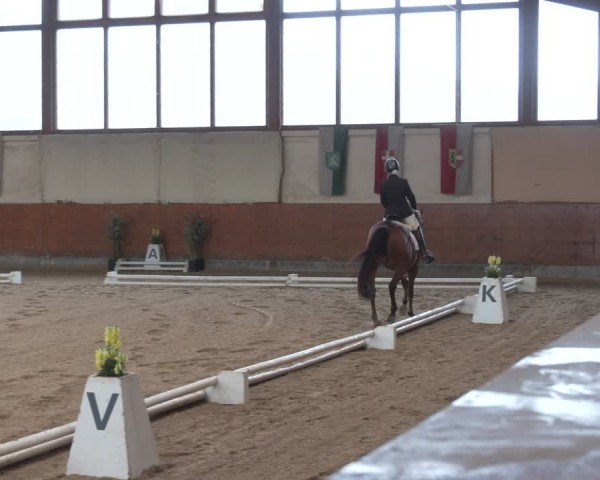 Reitturnier Weikersdorf am Steinfelde 2024