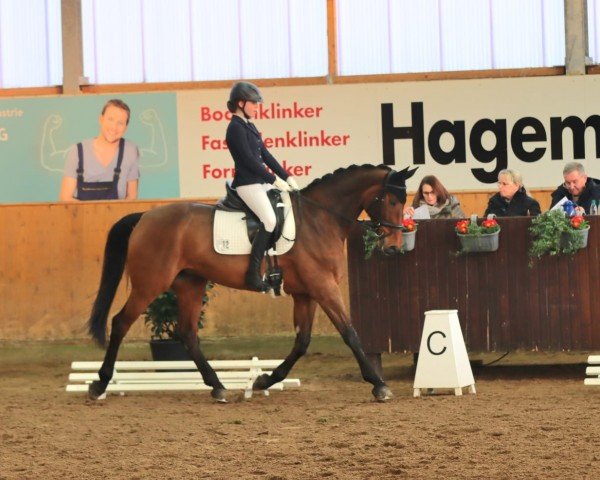 jumper Bailey D (Westphalian, 2009, from Biasini) jumper Bailey D (Westphalian, 2009, from Biasini)