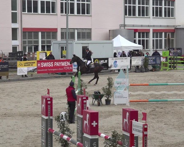 Reitturnier Sulgen 2024