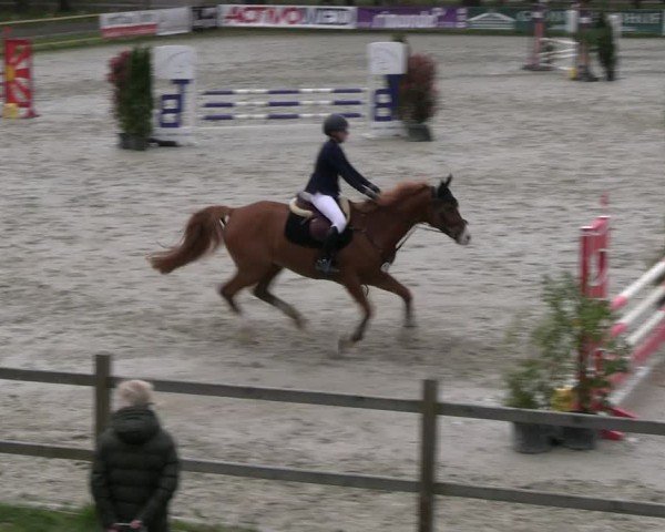 Reitturnier Westergellersen 2024