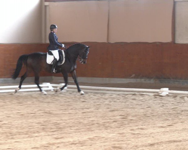 Reitturnier Weikersdorf am Steinfelde 2024