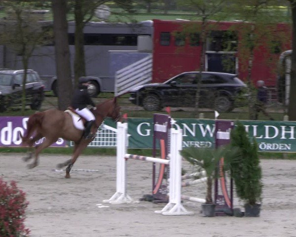 Reitturnier Westergellersen 2024