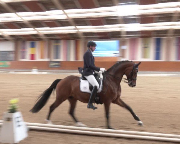 Reitturnier Weikersdorf am Steinfelde 2024