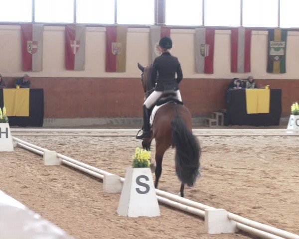 Reitturnier Weikersdorf am Steinfelde 2024