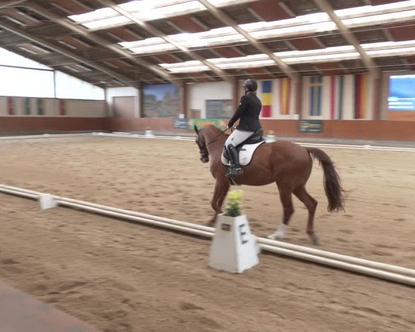 Reitturnier Weikersdorf am Steinfelde 2024