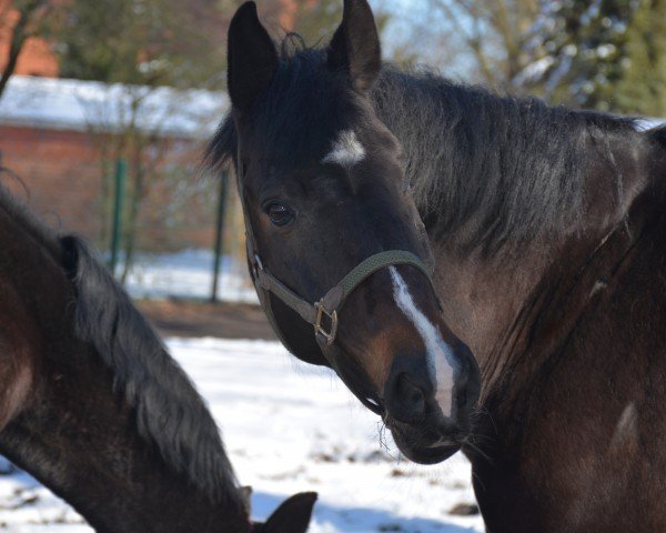 horse Emae S (Holsteiner, 2012, from Crunch 3)