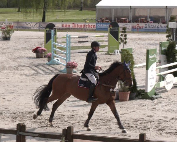 Reitturnier Westergellersen 2024
