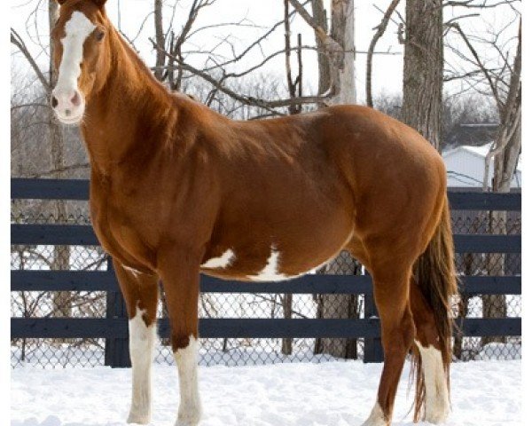 broodmare Deebrand xx (Thoroughbred, 1991, from Gone West xx)