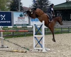horse Just G (KWPN (Royal Dutch Sporthorse), 2011, from A Lee Spring Power)
