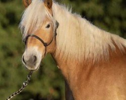 jumper Sternblick 7 (Haflinger, 2013)