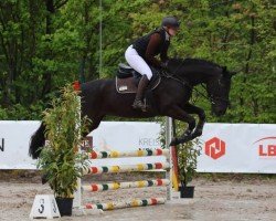 jumper Kinara V (Westphalian, 2018, from Kannan)
