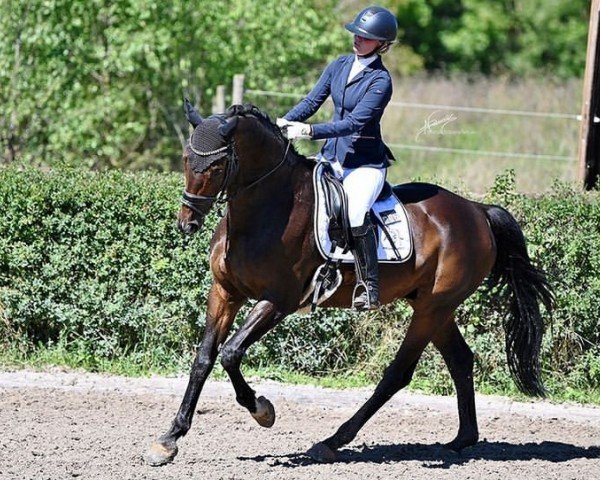 Springpferd Enjoy 83 (Hannoveraner, 2004, von Earl)