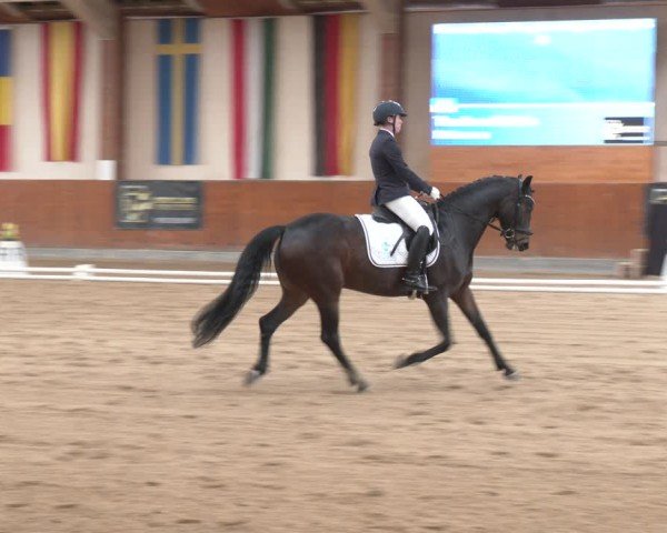 Reitturnier Weikersdorf am Steinfelde 2024