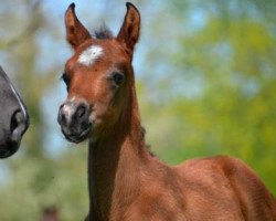 Springpferd Gepetto (Welsh Pony (Sek.B), 2016, von Silvio I)