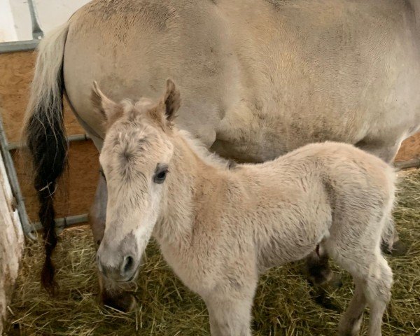 horse Irongrey vom Eicherbauer (Fjord Horse, 2024, from Ilmar)