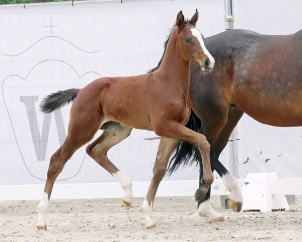 Pferd Fesko (Westfale, 2023, von Fashion In Black NRW)