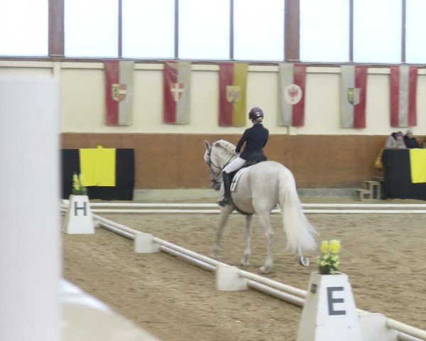 Reitturnier Weikersdorf am Steinfelde 2024
