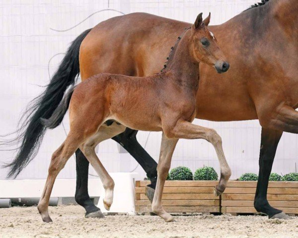 horse Zauberklang (Westphalian, 2023, from Zauberlehrling PS OLD)
