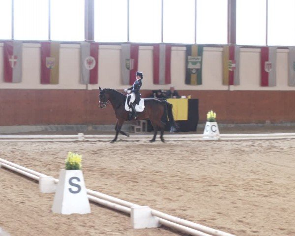 Reitturnier Weikersdorf am Steinfelde 2024