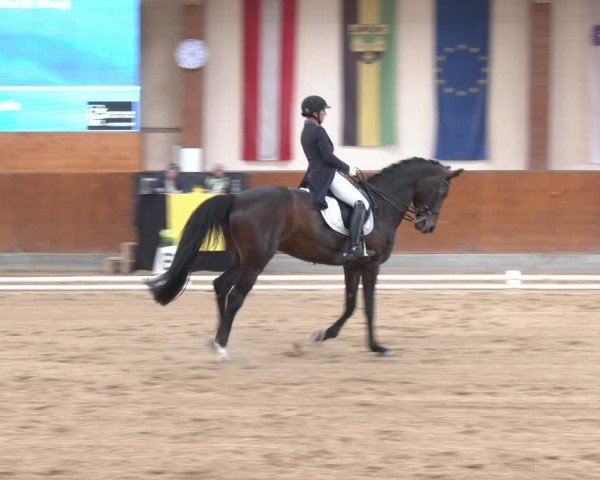 Reitturnier Weikersdorf am Steinfelde 2024