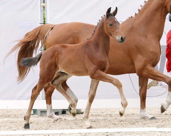 horse So Londontime (Westphalian, 2023, from So Perfect)