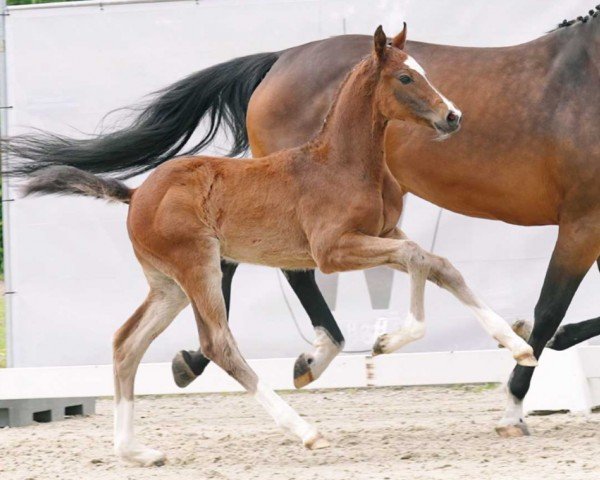 horse Denver (Westphalian, 2023, from Dia Corrado)