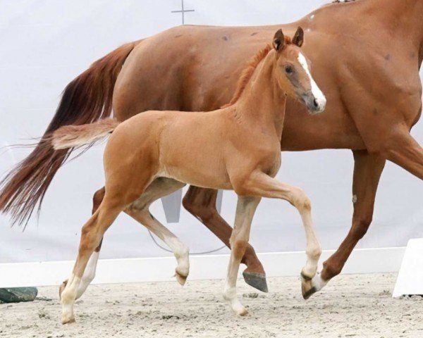 horse Die Zarte (Westphalian, 2023, from Hesselhoej Down Town) horse Die Zarte (Westphalian, 2023, from Hesselhoej Down Town)