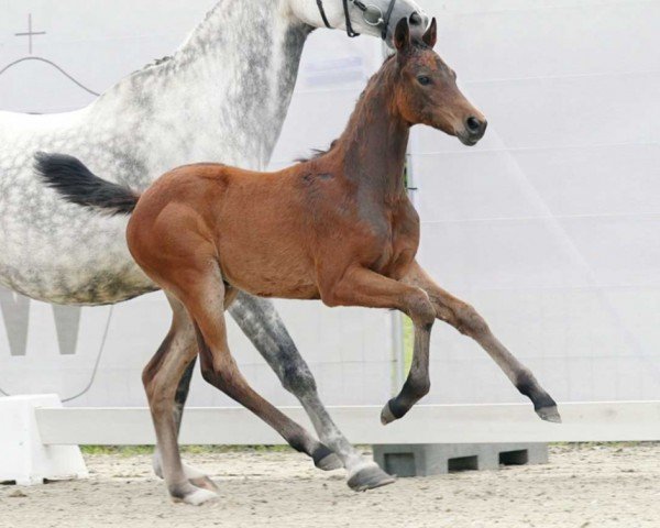 horse Stute von Casallco / Conthargos (Westphalian, 2023, from Casallco)