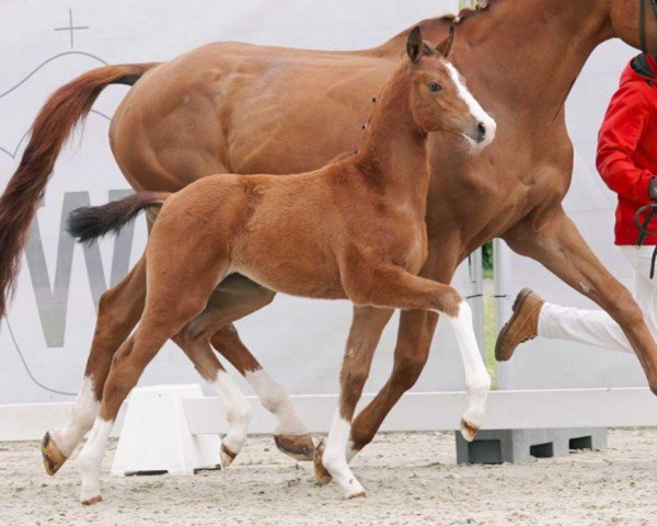 horse Gini (Westphalian, 2023, from Goldberg)