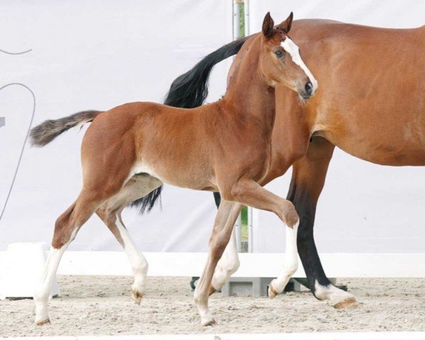Pferd Jaqueline (Westfale, 2023, von Jasper)