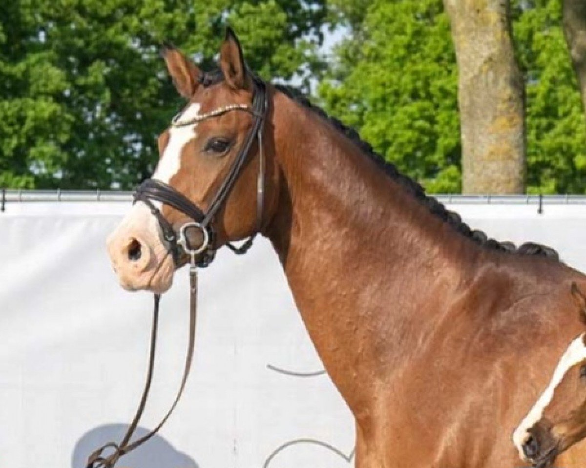 Zuchtstute Lady Carla (Westfale, 2013, von Lyjanero)