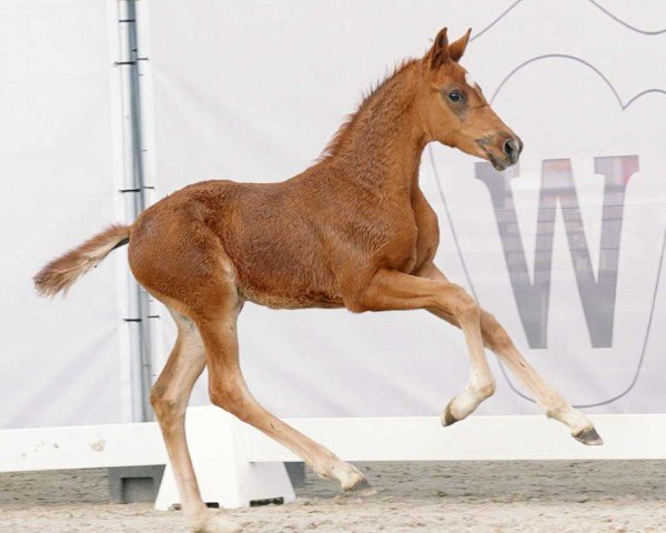 horse Space X (Westphalian, 2023, from Secret)