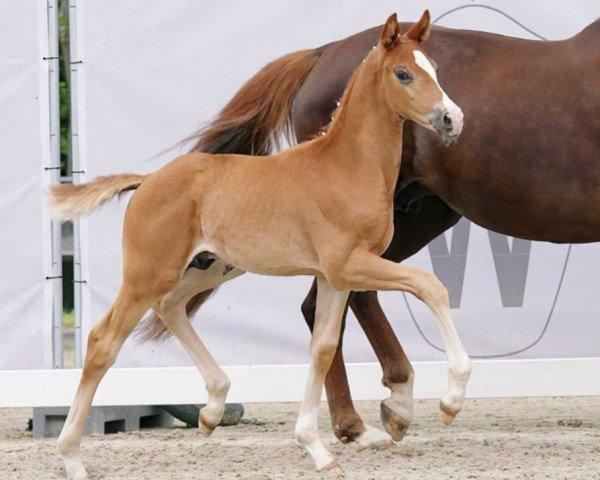 horse Spitaway (Westphalian, 2023, from Selectric)