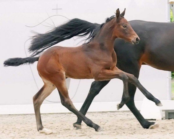 horse Dubunnet (Westphalian, 2023, from Diarado)