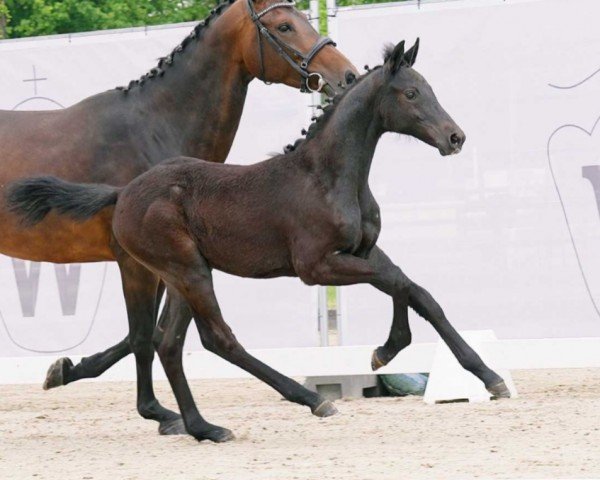 Pferd Bindibo (Westfale, 2023, von Pr.H. Bingo Boy)