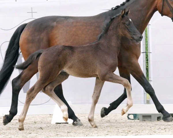 Pferd Dreams come true FB (Westfale, 2023, von Glock's Dream Boy)