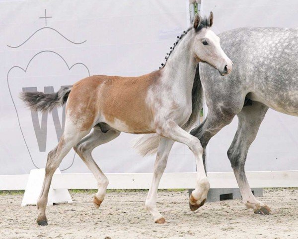 horse Eisprinz (Westphalian, 2023, from Esmeraldo FM)