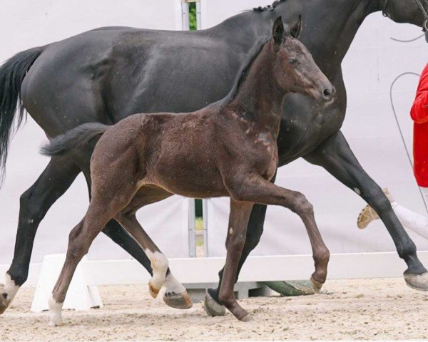 horse Valentine (Westphalian, 2023, from Vision)