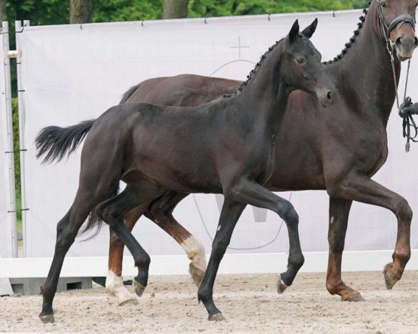horse Lischen (Westphalian, 2023, from Le Marron 3)