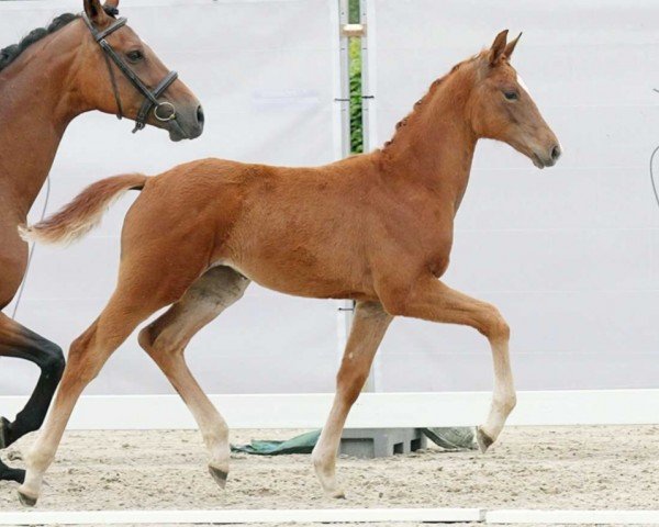 Pferd Vencedora (Westfale, 2023, von Vivat Rex)
