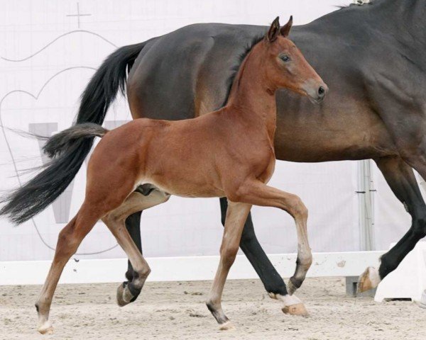 horse Toller Typ (Westphalian, 2023, from Taurus)